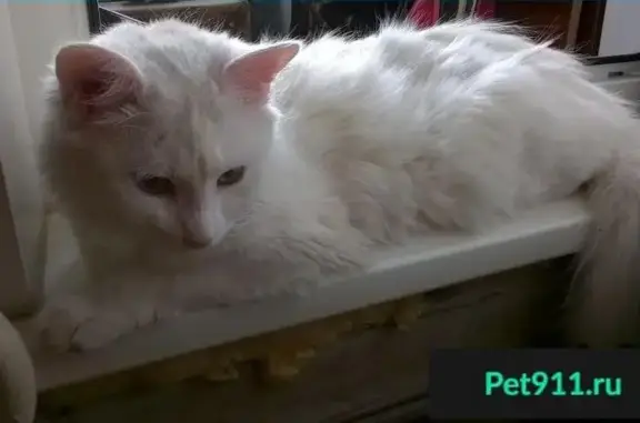 Пропала кошка на Дорожной, найден молодой кот