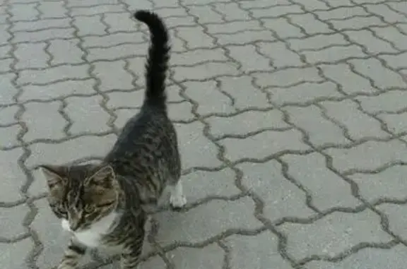 Найден котенок на Старосаперной, ищет хозяев.