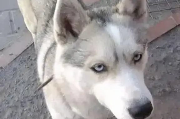 Найдена собака в Батайске, ищем хозяев