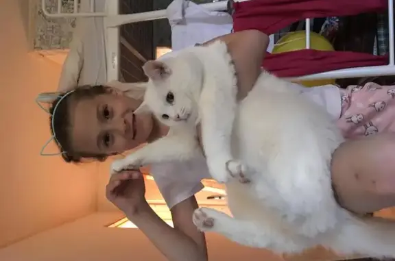 Пропала белая кастрированная кошка, вознаграждение. Москва, Новикова-Прибоя.