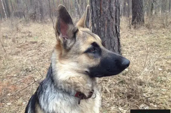 Пропала собака Тайга в г. Обь, Новосибирск. Помогите!