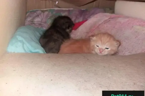 Кошка с котятами ищут передержку в Нефтекамске