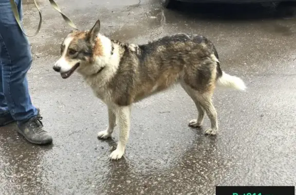 Собака найдена на Новорязанском шоссе в пос. Тельмана