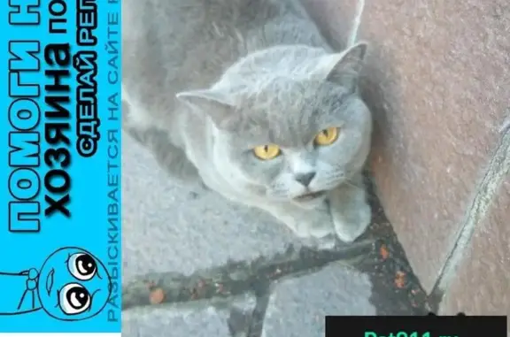 Пропала домашняя кошка в Магнитогорске