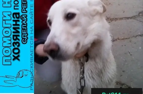 Пропала собака в Ангарске, найдена в районе Аэрофлота