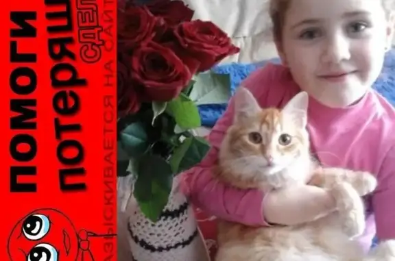 Пропала кошка Рыжик в Дзержинском районе Нижнего Тагила
