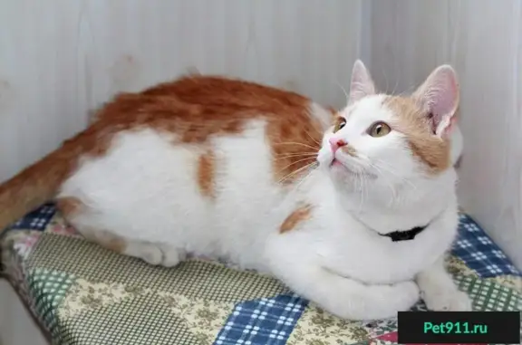 Найден рыжий кот Тимошка на Кислотных дачах в Перми
