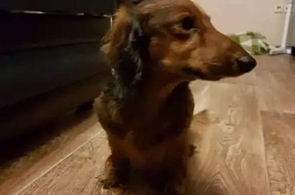 Собака Такса найдена в Ногинске, Московская область.