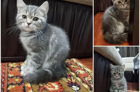 Найден серый котенок в Екатеринбурге