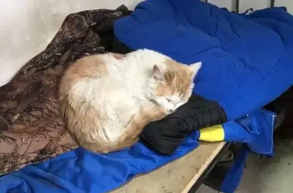 Найдена кошка Вася на заправке в Электростали