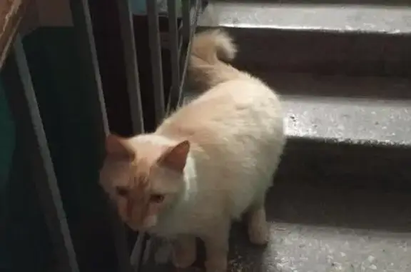 Найден рыжий кот (ул. Восточная, Екатеринбург)