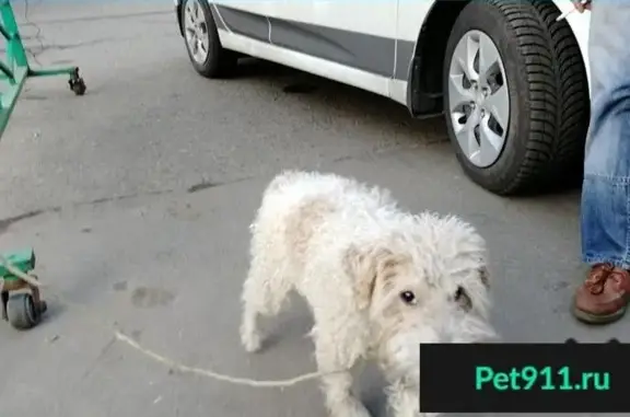 Пропала, найдена собака в Мещерском лесу, Москва