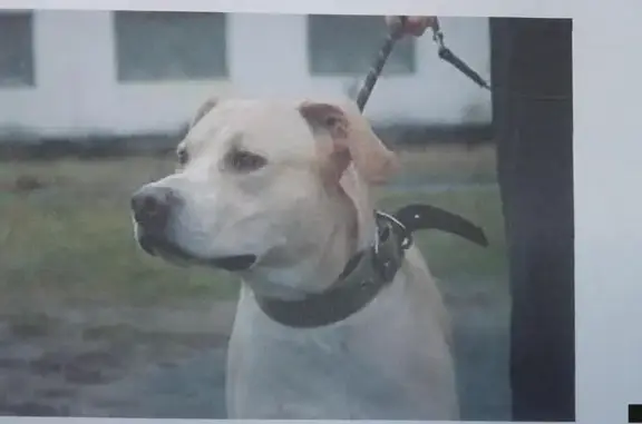 Пропала собака в Новогиреево, золотисто-белая, весит 30-35 кг.