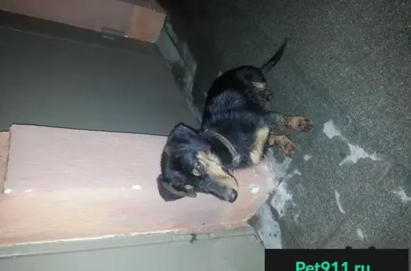 Пропала собака у дома 29 апреля в Верхней Пышме