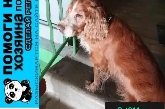 Пропала собака, найден рыжий спаниэль в Архангельске.