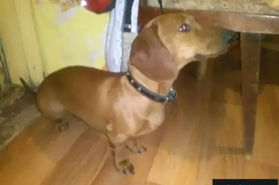 Найдена собака в ошейнике в Ялте, Крым