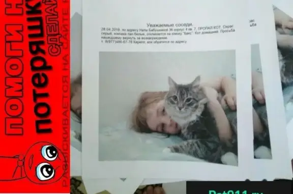 Пропала кошка на ул. Наты Бабушкиной, 36к4