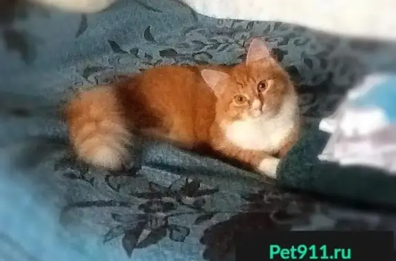 Кошки потеряшки, Зевалово, фото: Потеряшка кошка в деревне Зевалово, Московская область