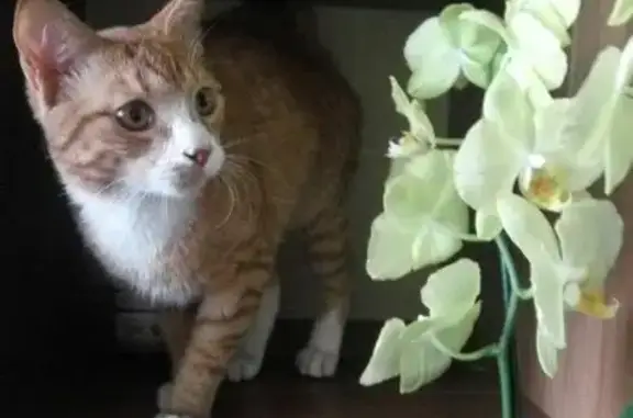 Срочно ищем дом для рыжего котенка в Гатчине