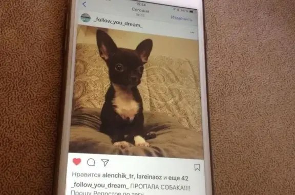 Пропала собака РОККИ на Киевском шоссе, 55 км от МКАД