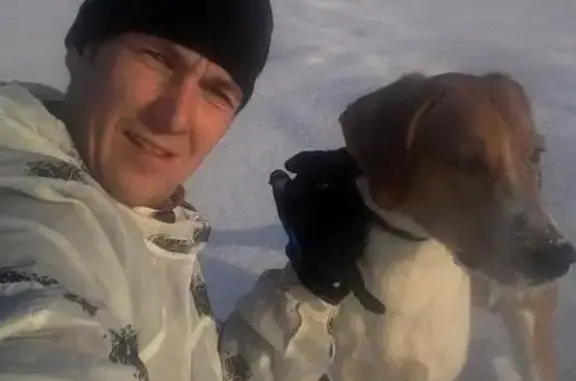 Пропала собака в Минусинске: русская пегая гончая Грэй