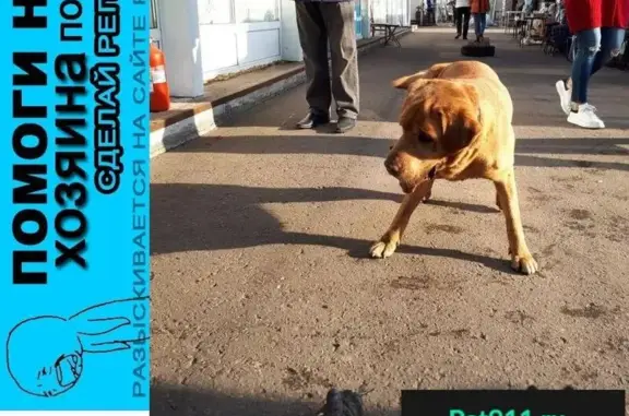 Пропала собака в Балашихе - найден лабрадор-ретривер!