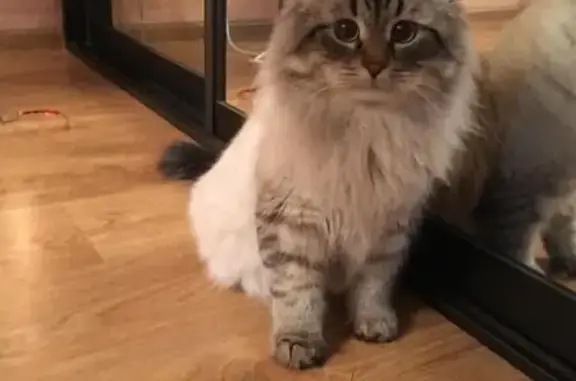 Кошки потеряшки, Екимовское, фото: Потеряшка кот Бакс в Рязанском районе