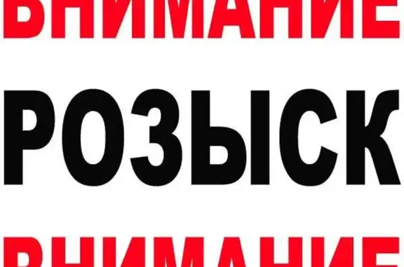 Кошки потеряшки, Смоленск, фото: Потеряшка кошка в п. Жуково, надет бирюзовый ошейник с номером телефона.
