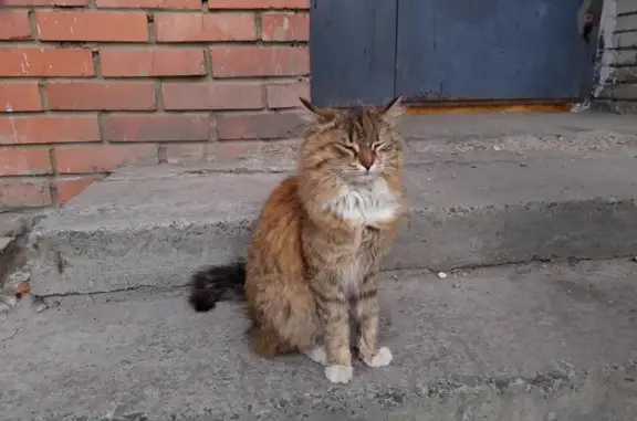 Ласковая кошка на улице Антонова, Пенза