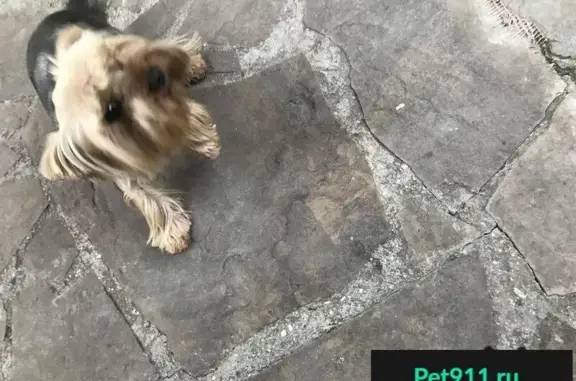 Пропала собака Беня на улице Кривошты в Ялте