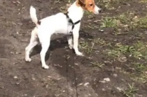 Пропала собака Люсьена в Москве 04.2018