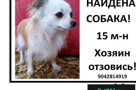 Найдена собака в Липецке, 15 м-н, ищем хозяина!