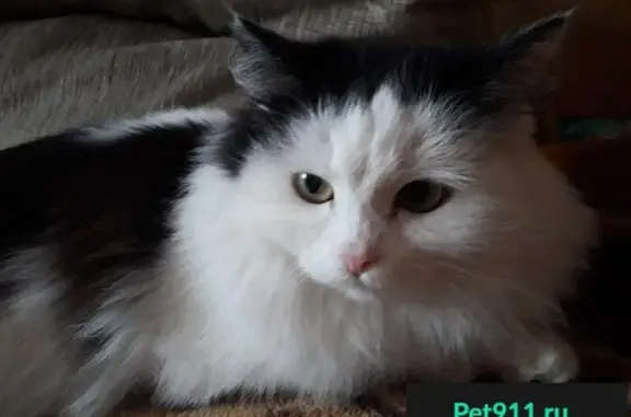 Пропала кошка в Ленинском районе Магнитогорска