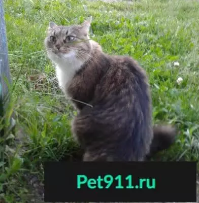 Пропала кошка возле Леруа Мерлен на ул. Рубежной, Уфа