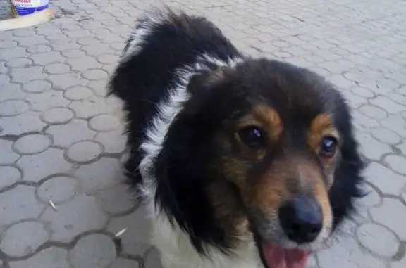 Найден пес возле Сенного рынка в Саратове
