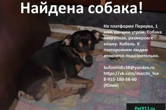 Найдена собака на Платформе Перерва, Москва