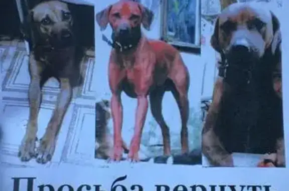Пропала собака в Сочи, с. Раздольное 23.04.2018г.