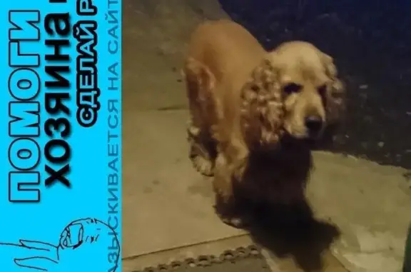 Пропала собака Кокер Спаниель в Голицыно