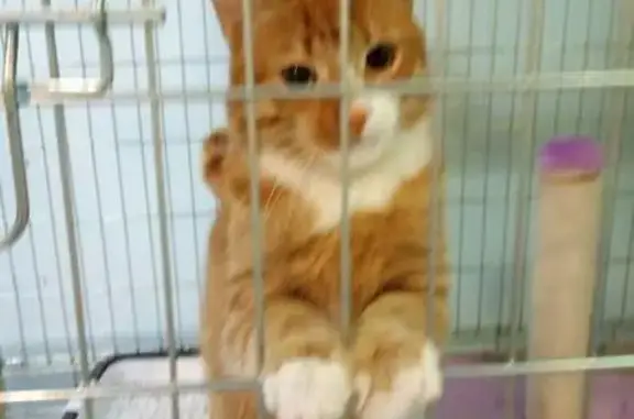 Найден рыжий котик Леопольд в Москве, ищет дом
