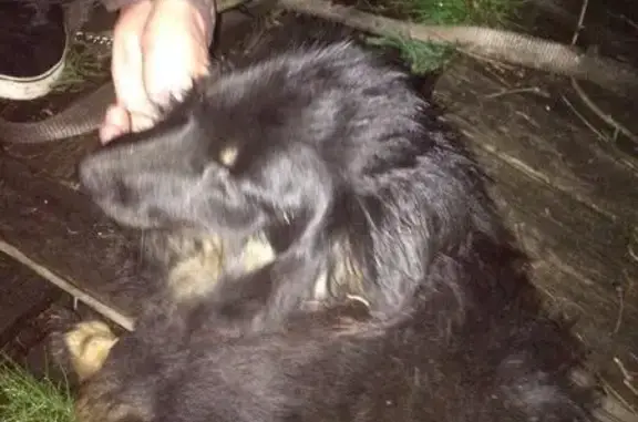 Найдена дружелюбная собака в Калининграде.