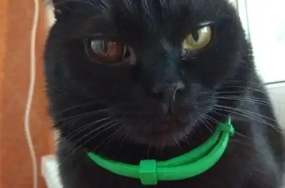 Пропал черный кот на Коваливского 76, отзывается на Лекс, возможно нуждается в медицинской помощи. Нашедшего просьба связаться с Юлией. Вознаграждение.