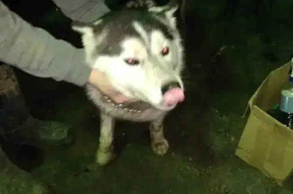 Найдена собака в районе Гастело, ищем хозяев