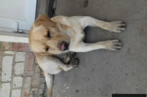 Найден пес в Назарово, Красноярский край