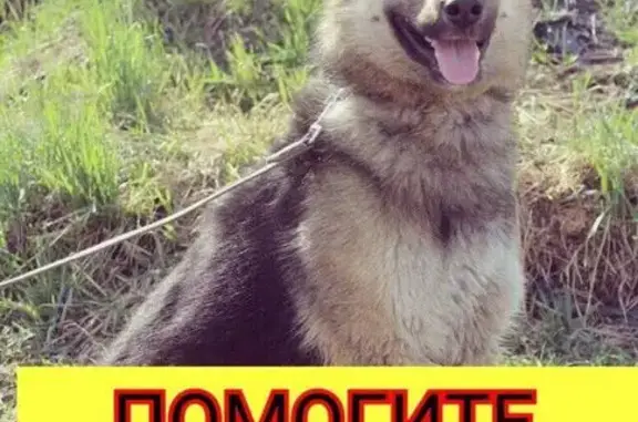 Пропала собака в Петрозаводске