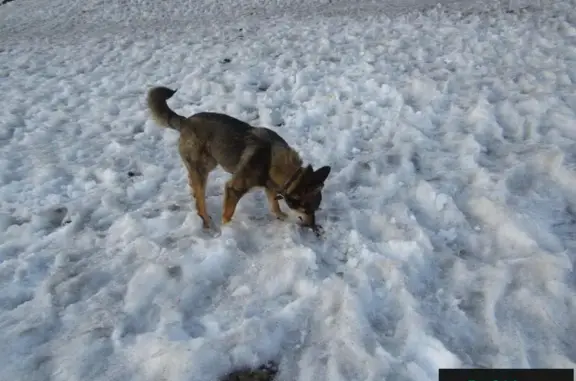 Пропала собака в Томске - Мухтар!