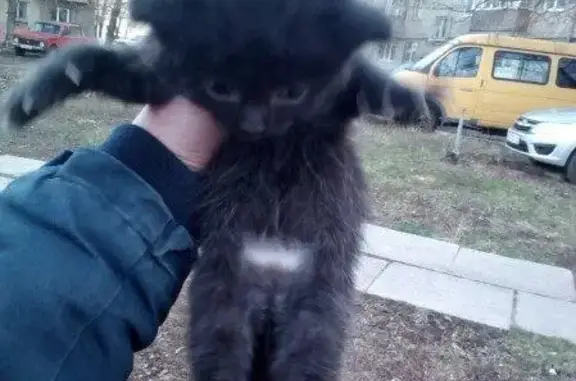 Найдена девочка-котенок возле радуги вкуса в Магнитогорске