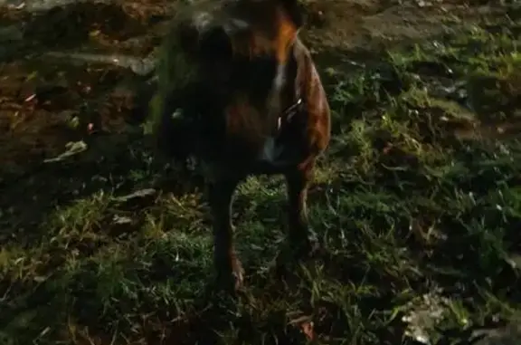 Найден ухоженный пёс в парке Белинского, Пенза
