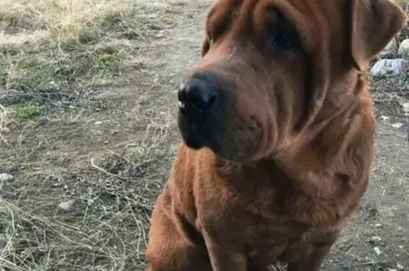 Найден бездомный пёс в мкр Лесной, Ангарск