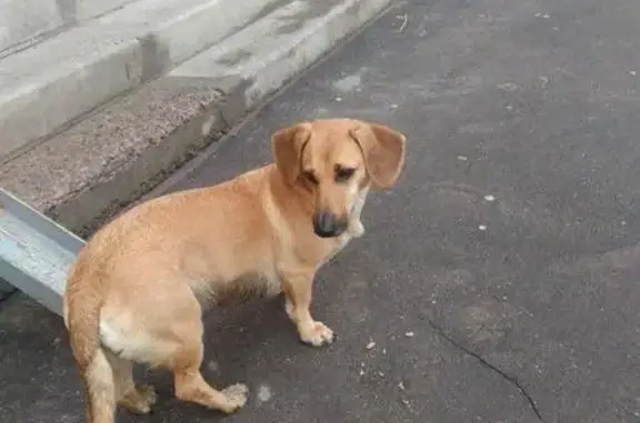 Собака найдена на ул. С. Преминина в Вологде