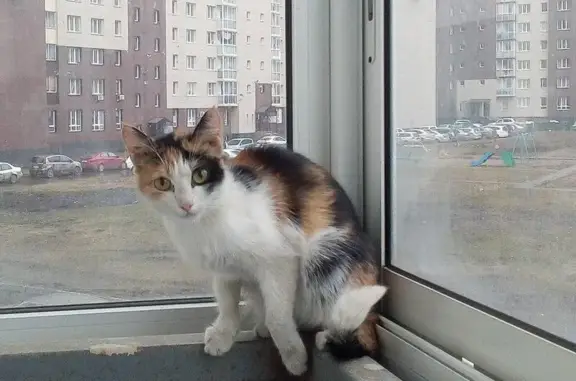 Найдена кошка в Рудничном районе, Кемерово